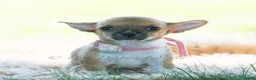 Chihuahua dogs for sale: Poppy - Ad 4