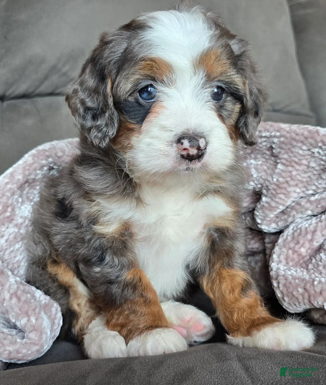 Mini Bernedoodle dogs for sale: Mini Izzy - Ad 3