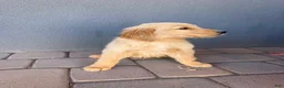 Golden Retriever dogs for sale: Female 1 - Ad 2