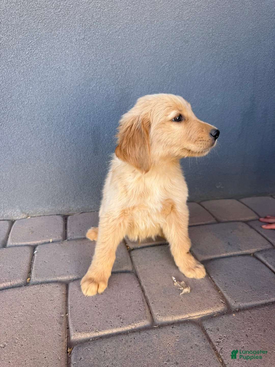 Golden Retriever dogs for sale: Female 1 - Ad 2