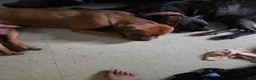 Mixed Breed dogs for sale: Mixed Breed 6 - Ad 4
