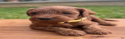 Irish Doodle dogs for sale: Olive - Ad 3