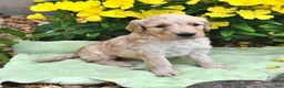 Goldendoodle dogs for sale: Candy - Ad 3