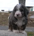 Mini Bernedoodle Dusty