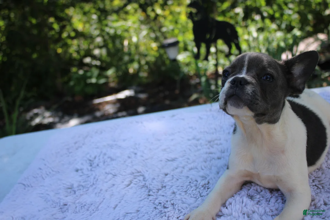 French Bulldog dogs for sale: JANICE-FLUFFY CARRIER (bottle baby) - Ad 5