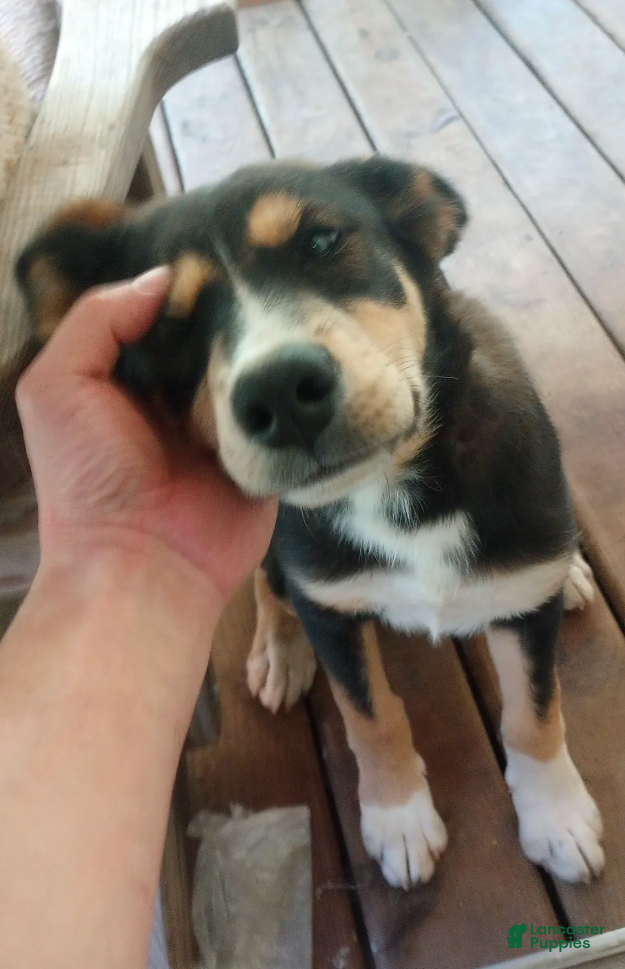 Mixed Breed dogs Cindy *SALE* - Ad 38