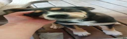 Mixed Breed dogs for sale: Cindy *SALE* - Ad 1