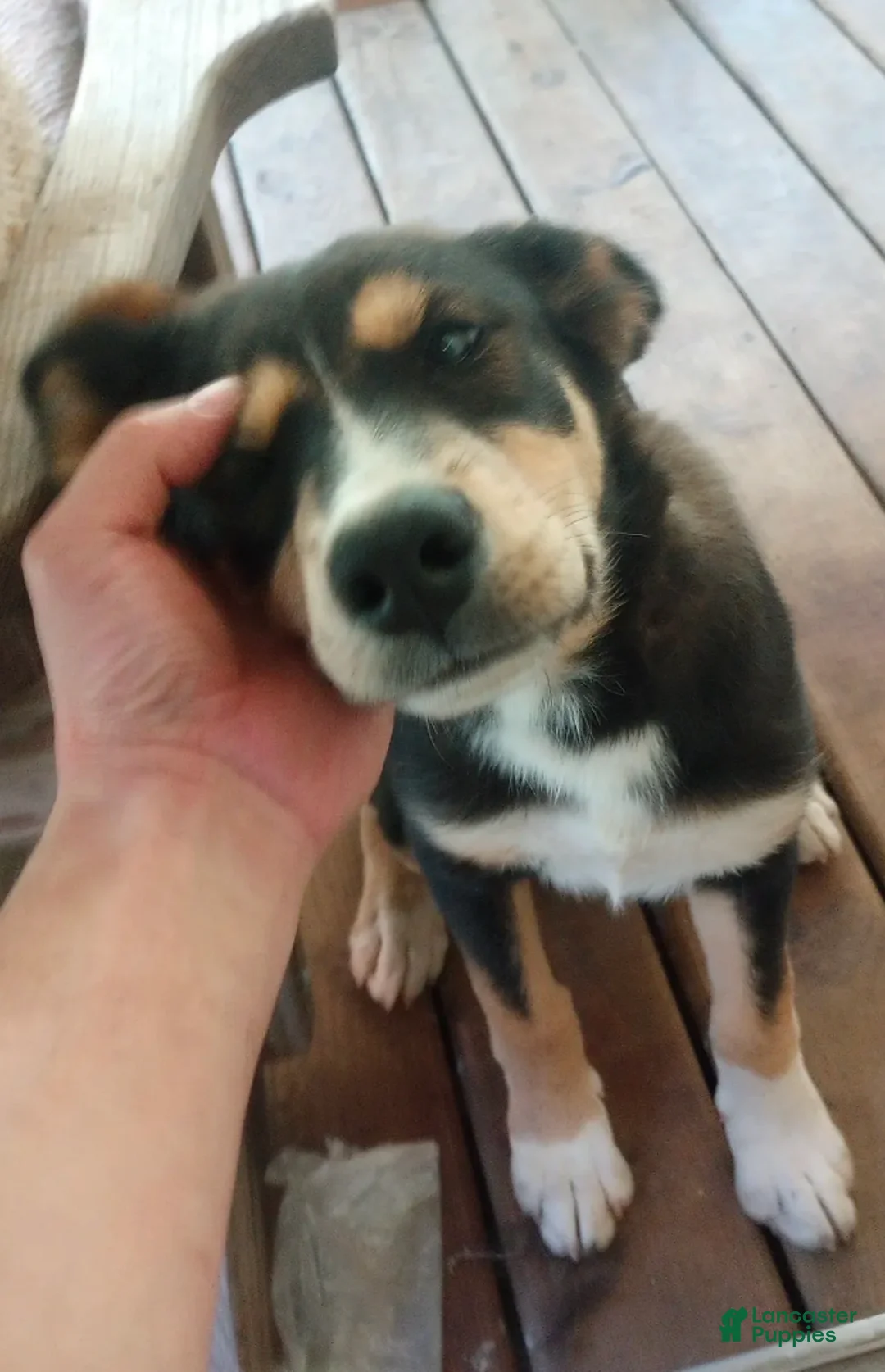 Mixed Breed dogs for sale: Cindy *SALE* - Ad 1
