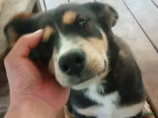 Mixed Breed dogs Cindy *SALE* - Ad 38