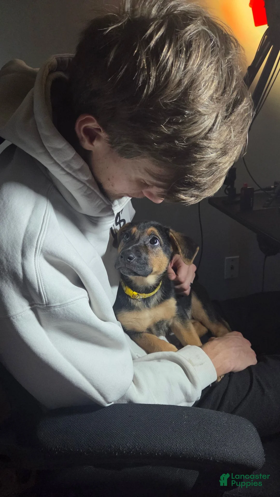German Shepherd dogs for sale: German Shepherd 1 - Ad 2