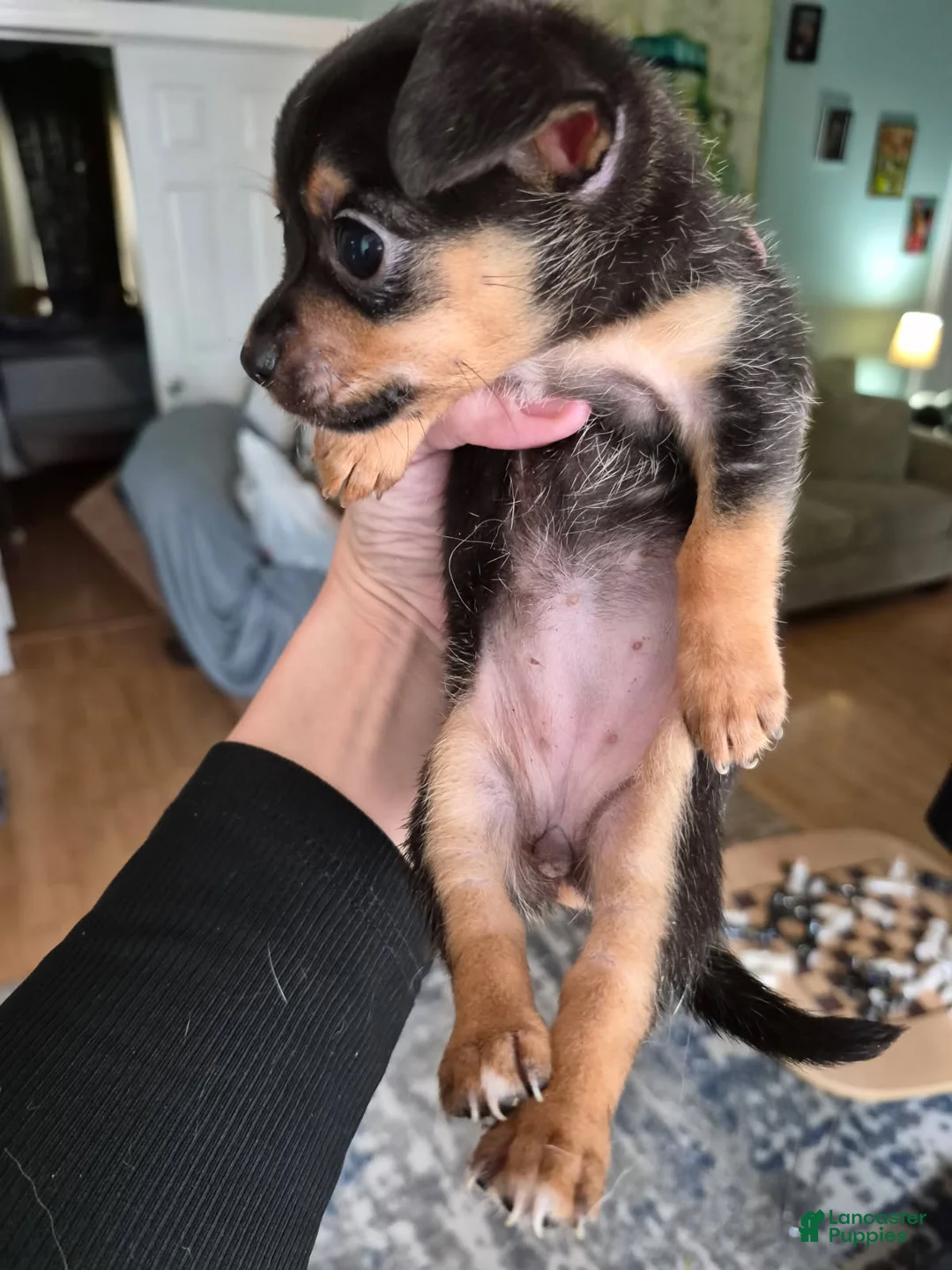 Chihuahua dogs for sale: Chihuahua Puppy 2 - Ad 2