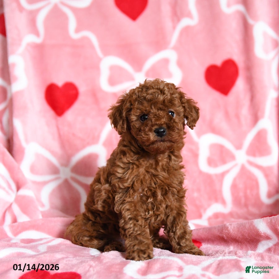Toy Poodle dogs Timothy - Ad 23