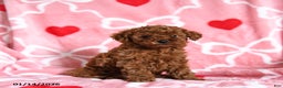 Toy Poodle dogs for sale: Timothy - Ad 1