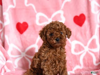 Toy Poodle dogs Timothy - Ad 9
