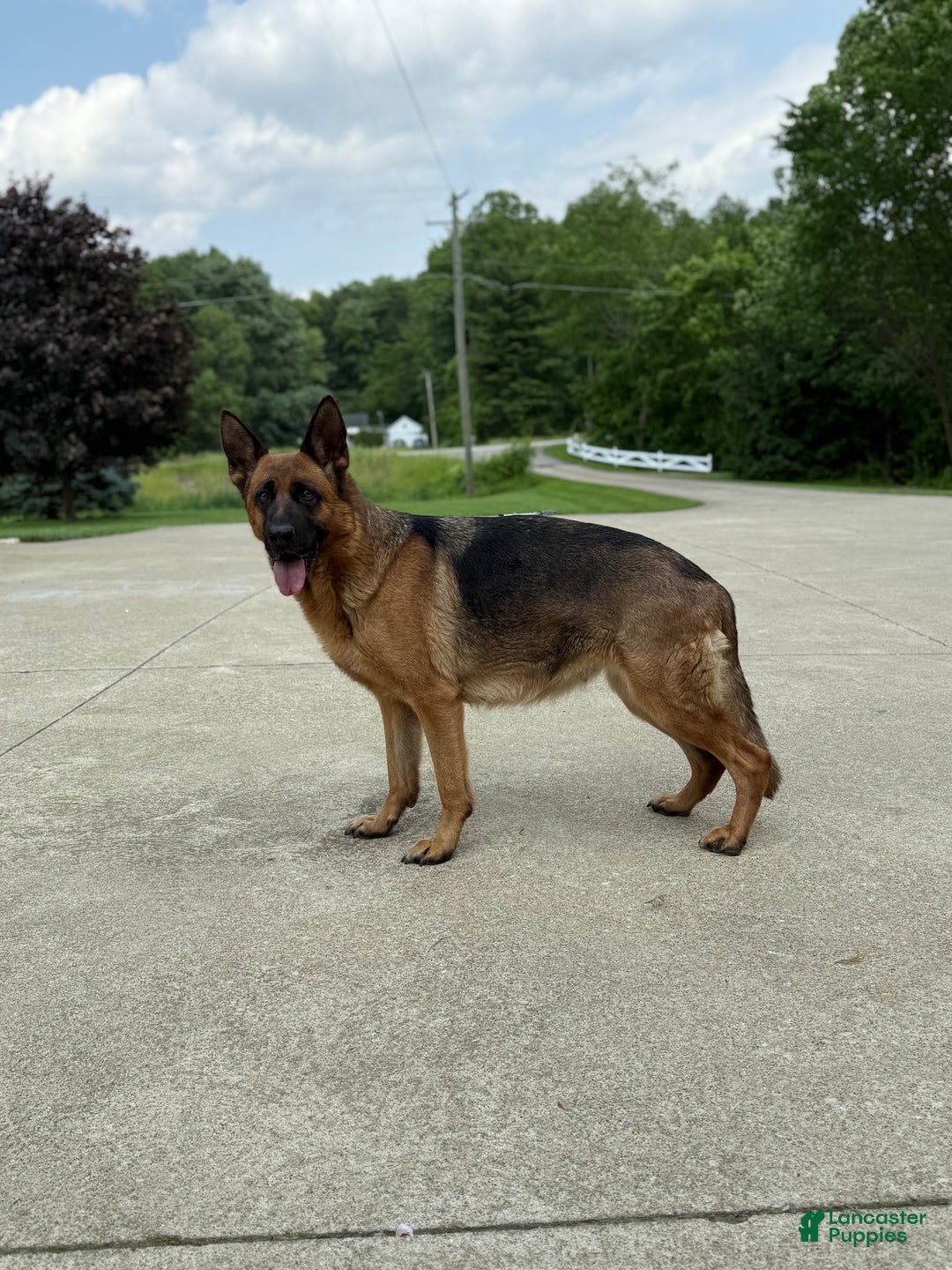 German Shepherd dogs for sale: German Shepherd Puppy 1 - Ad 8