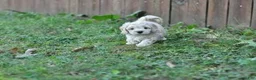 Cavapoo dogs for sale: Cavapoo 1 - Ad 3