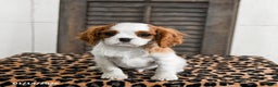 Cavalier King Charles Spaniel dogs for sale: Jet - Ad 1