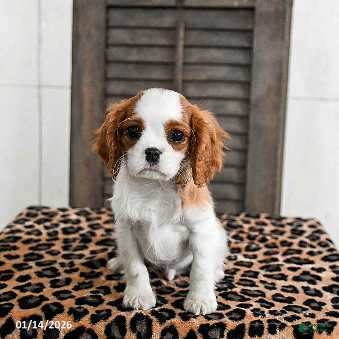 Cavalier King Charles Spaniel dogs for sale: Jet - Ad 1