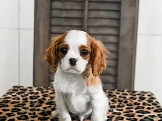 Cavalier King Charles Spaniel dogs Jet - Ad 14
