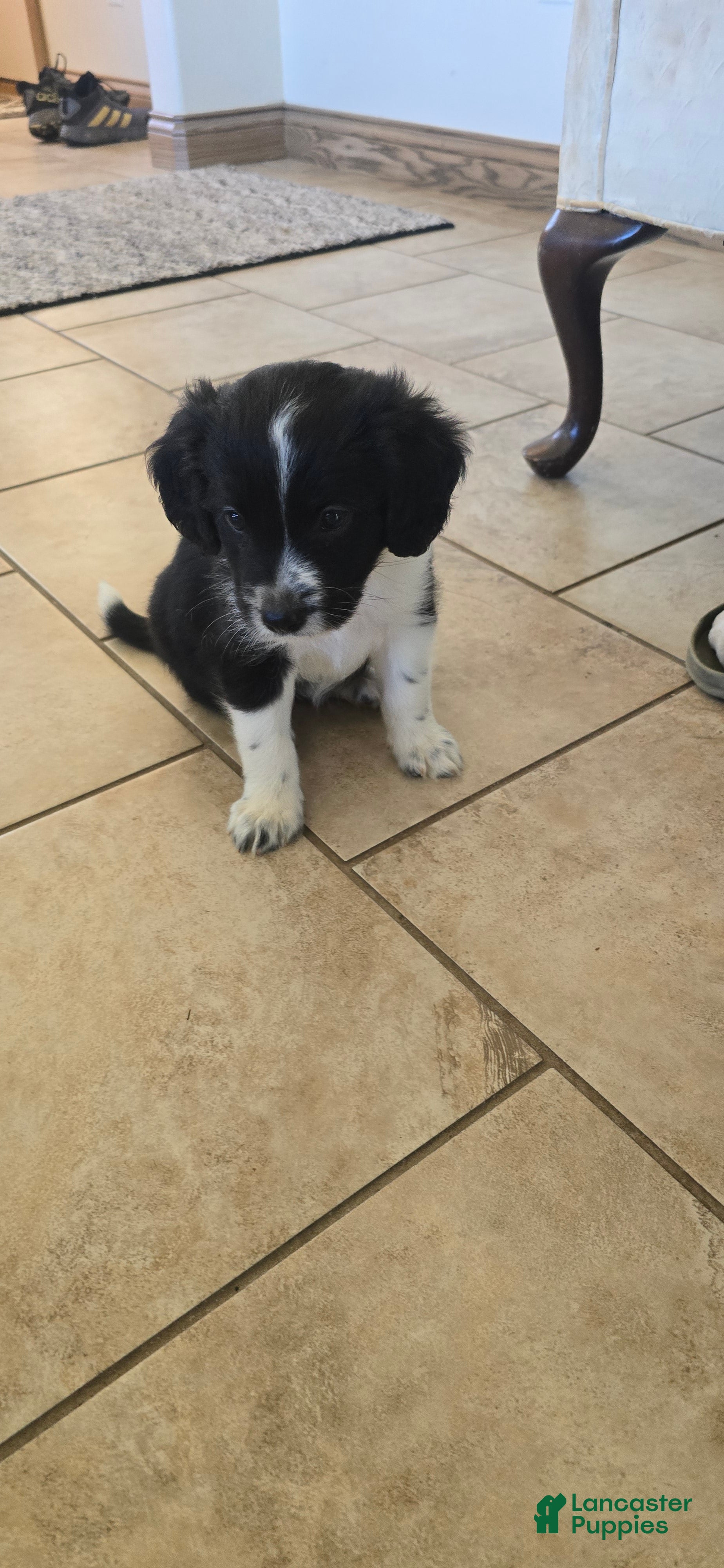 Mixed Breed dogs Holly - Ad 2