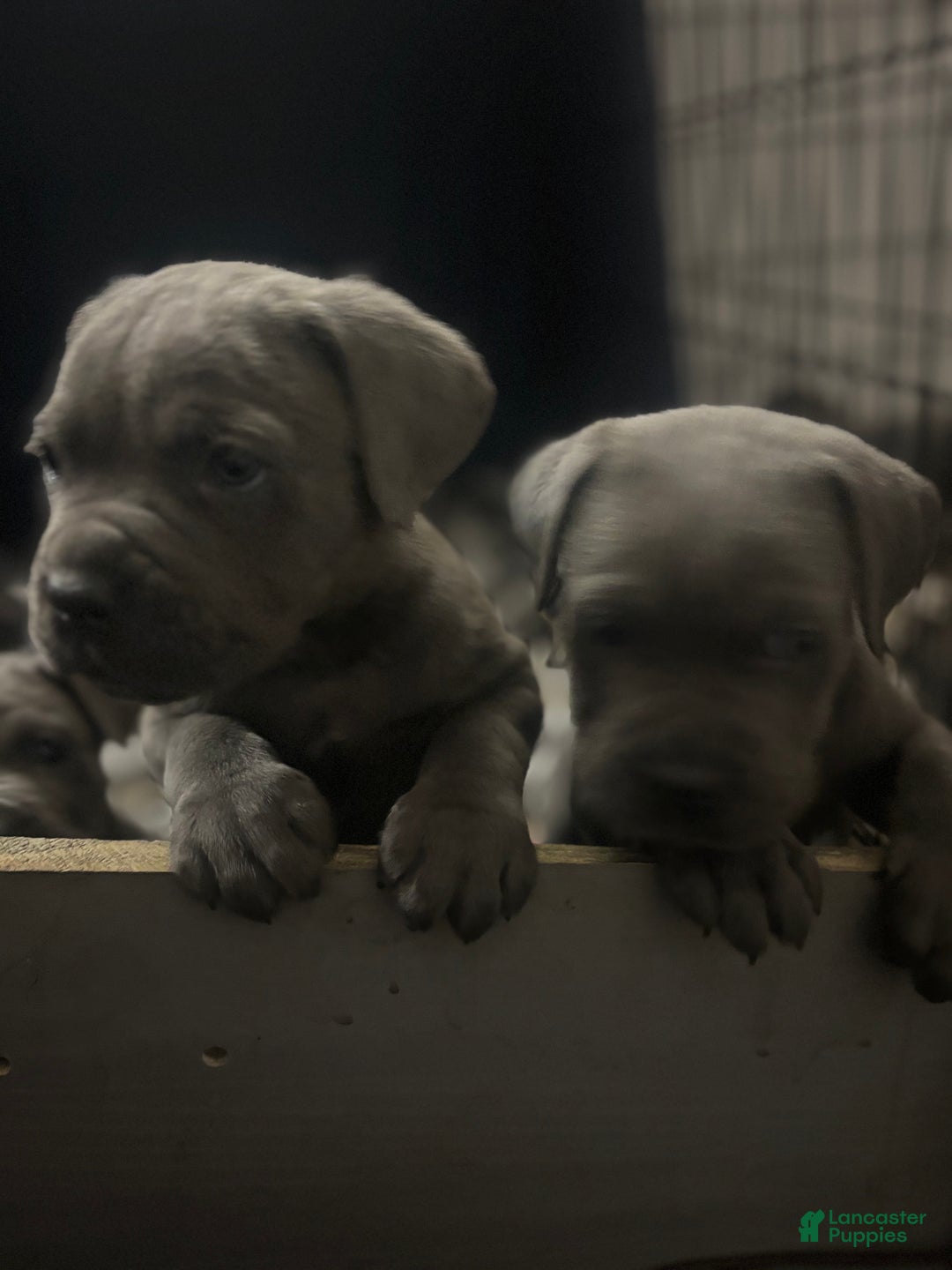 Cane Corso dogs for sale: Stella - Ad 4