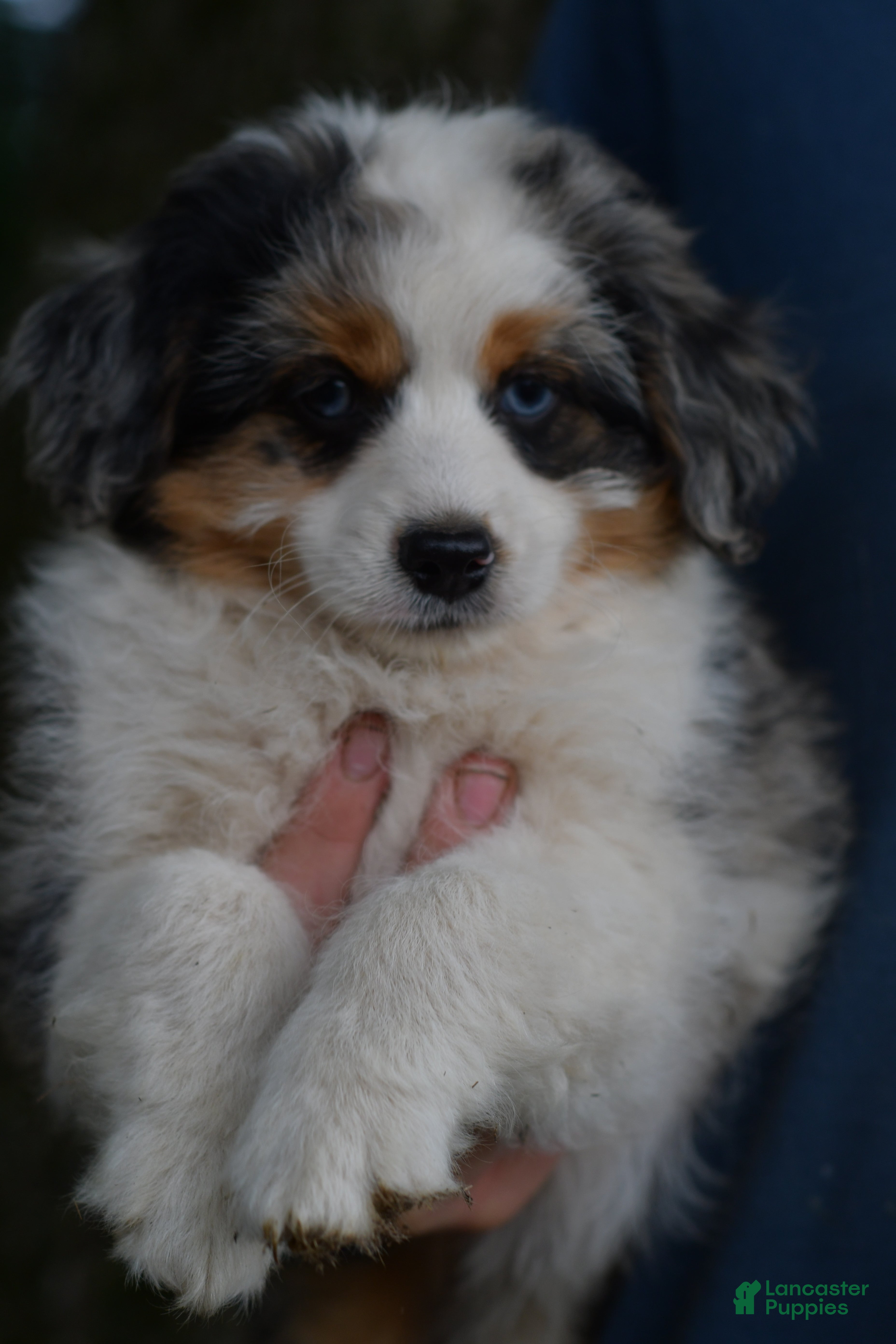 Aussiedoodle dogs Cherry - Ad 1