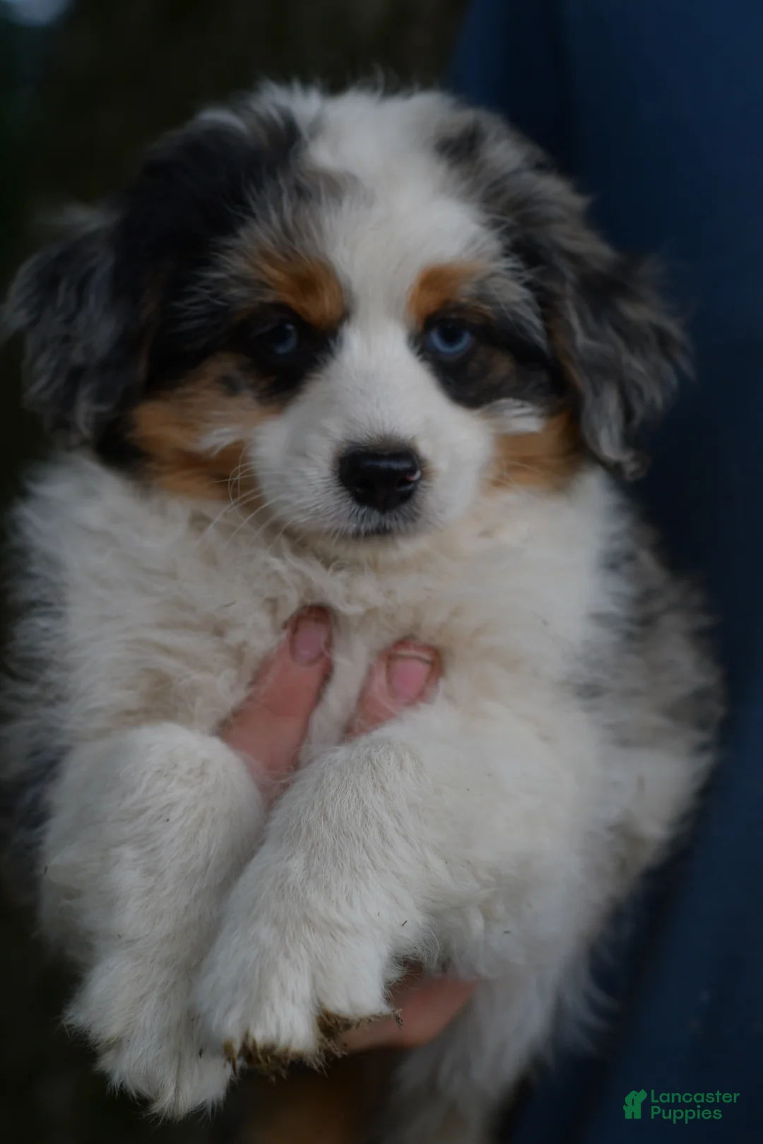 Aussiedoodle dogs for sale: Cherry - Ad 1