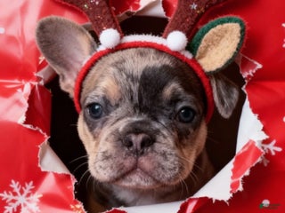 French Bulldog dogs for sale: DAISY - Ad 2