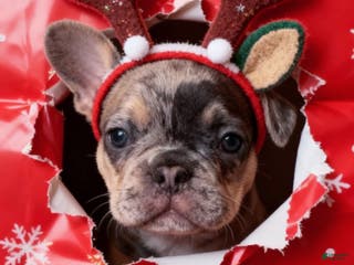 French Bulldog dogs DAISY - Ad 28