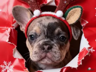 French Bulldog dogs DAISY - Ad 39