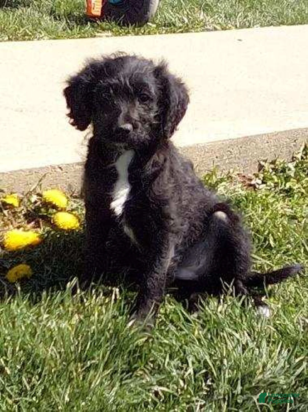Labradoodle dogs for sale: LEXI - Ad 1