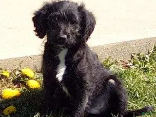 Labradoodle dogs LEXI - Ad 2