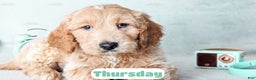 Goldendoodle dogs for sale: Thursday - Ad 3