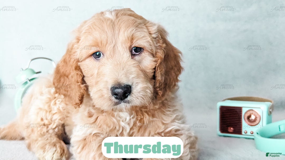 Goldendoodle dogs for sale: Thursday - Ad 3