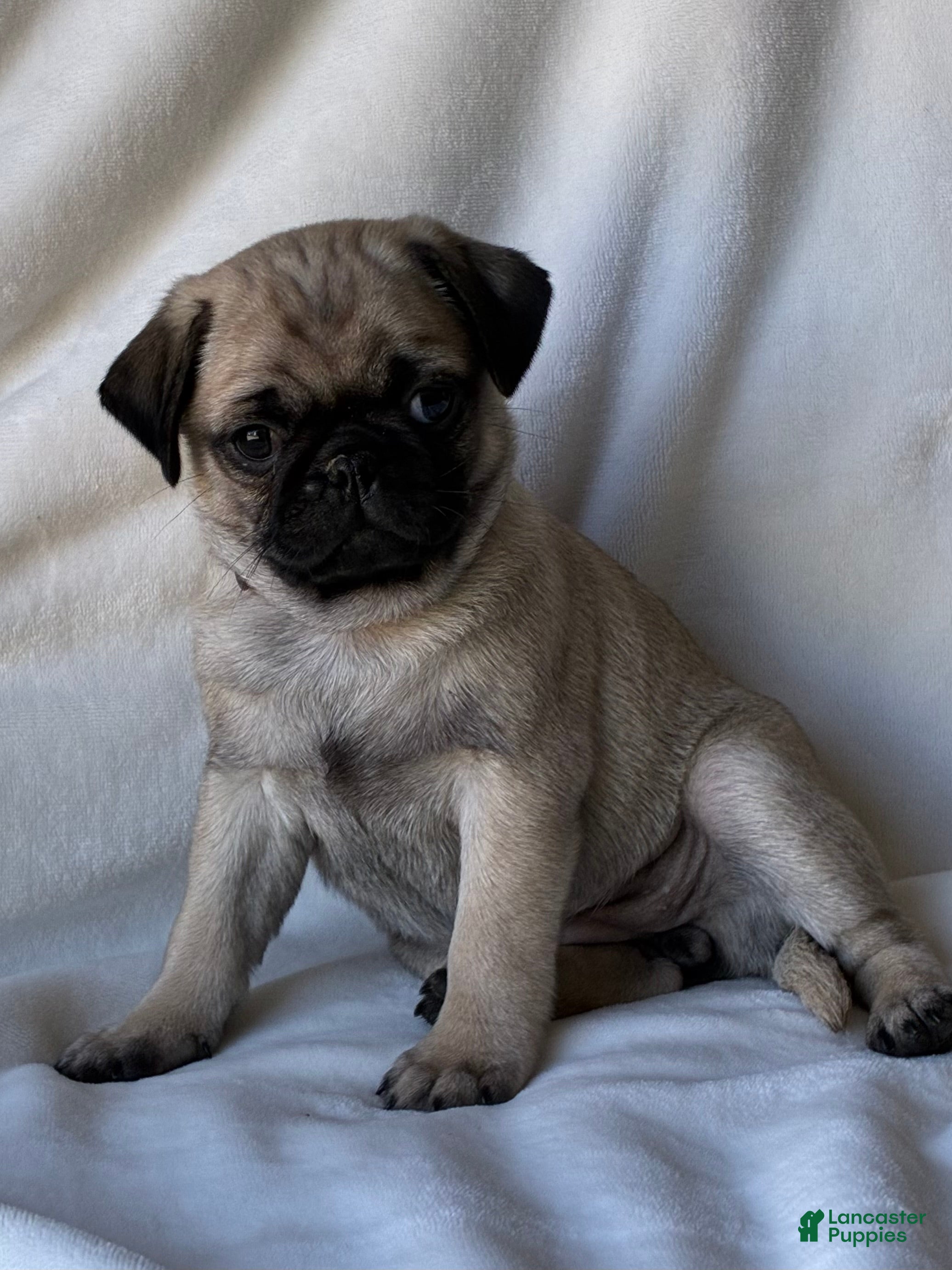 Pug dogs Bella - Ad 1