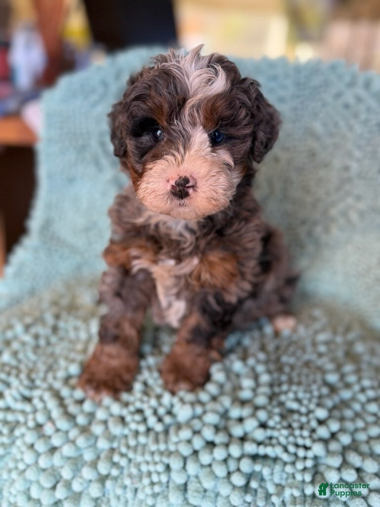 Bernedoodle dogs for sale: Gunnar - Ad 2