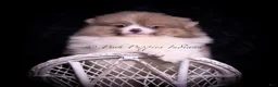 Pomeranian dogs for sale: Cartier - Ad 3