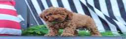 Miniature Poodle dogs for sale: Adam - Ad 7