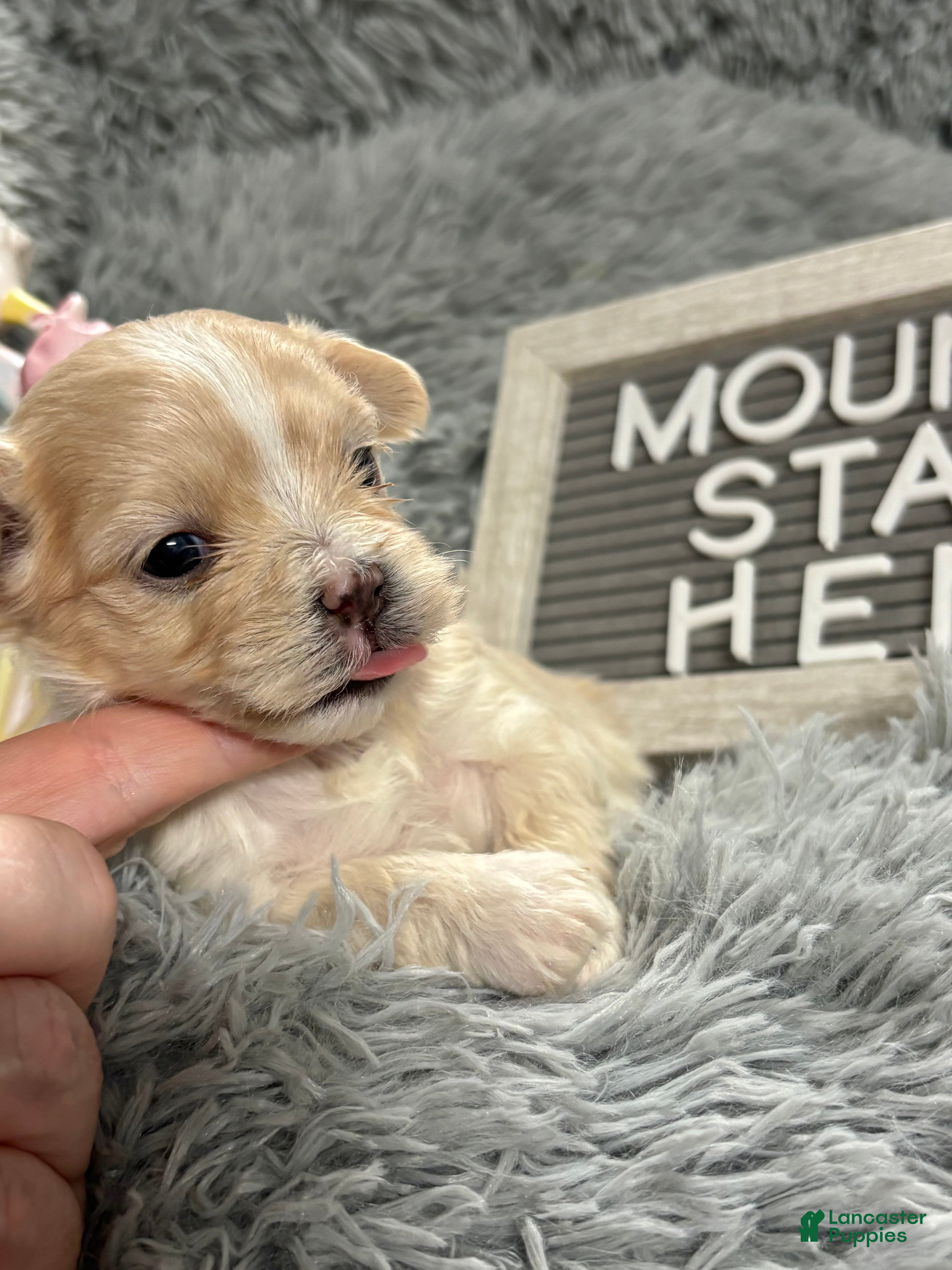 Maltipoo dogs Tiny Henry - Ad 1