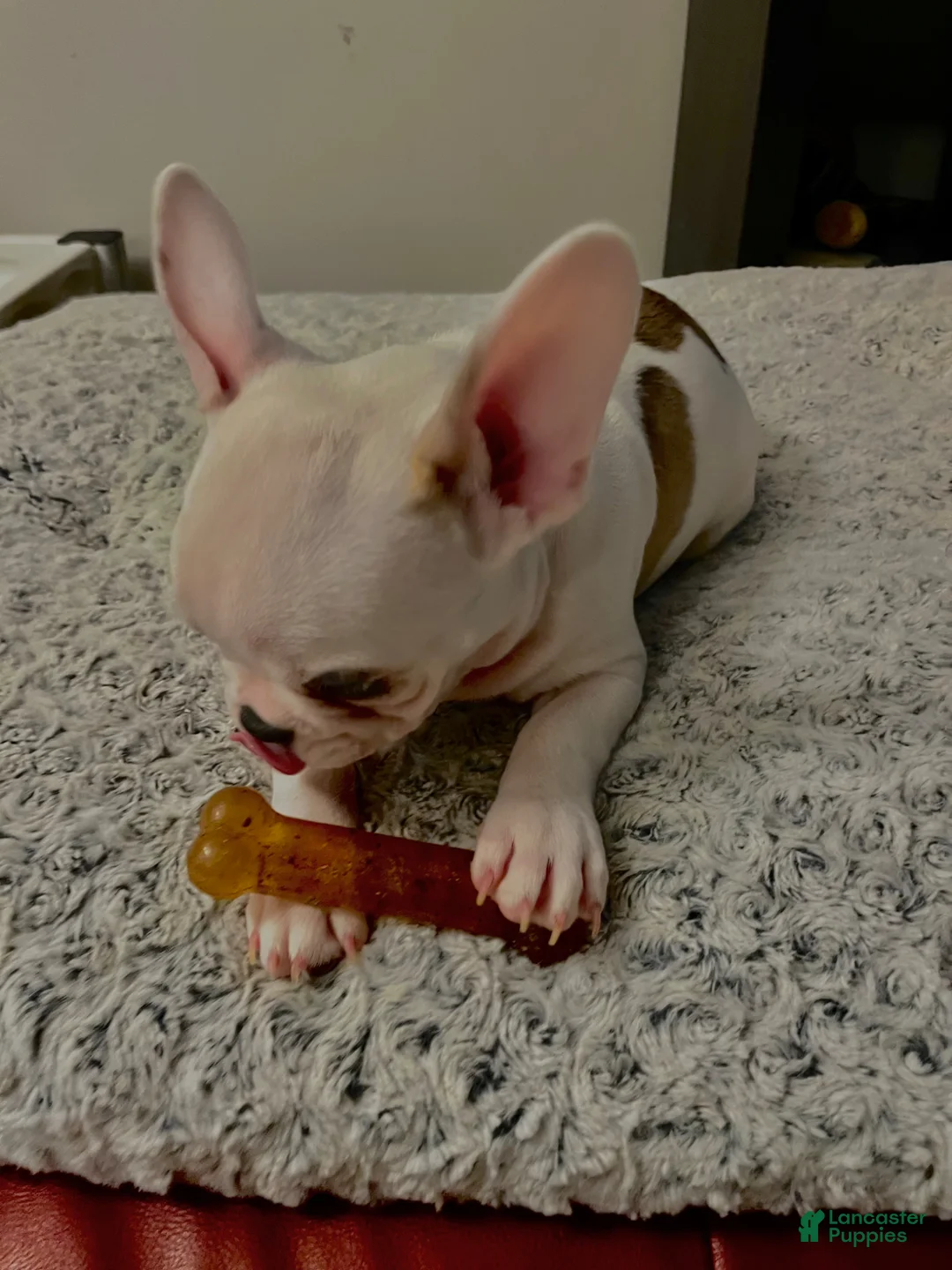 French Bulldog dogs for sale: Twix - Ad 2