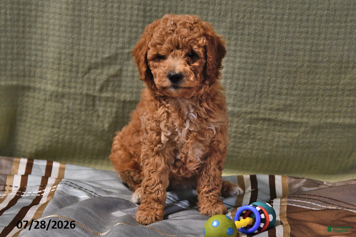 Goldendoodle dogs Becky - Ad 1