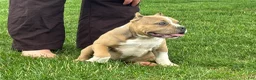 American Bully dogs for sale: Faye - Ad 8