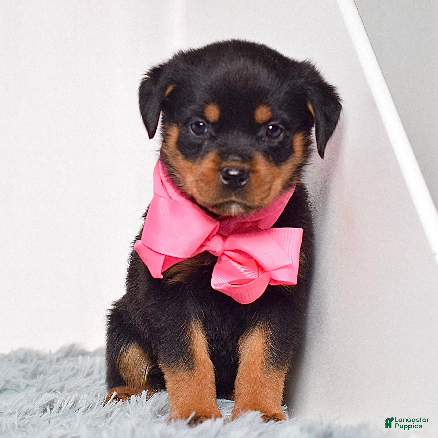 Rottweiler dogs Luna - Ad 1