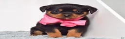 Rottweiler dogs for sale: Luna - Ad 1