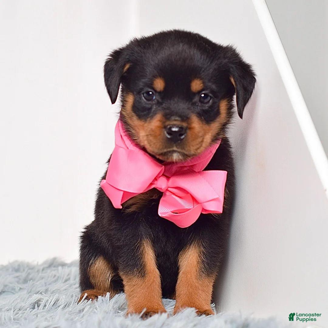 Rottweiler dogs for sale: Luna - Ad 1