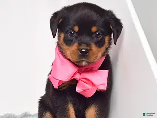 Rottweiler dogs for sale: Luna - Ad 4