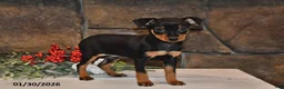Miniature Pinscher dogs for sale: Annie - Ad 2