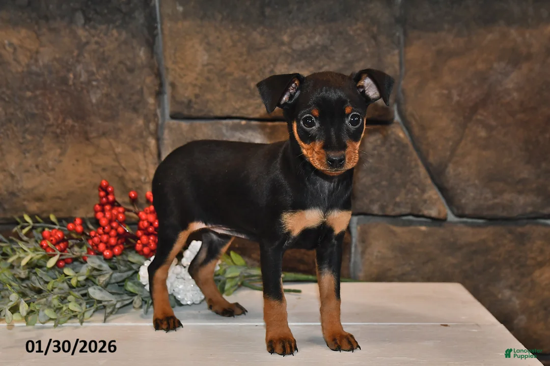 Miniature Pinscher dogs for sale: Annie - Ad 2