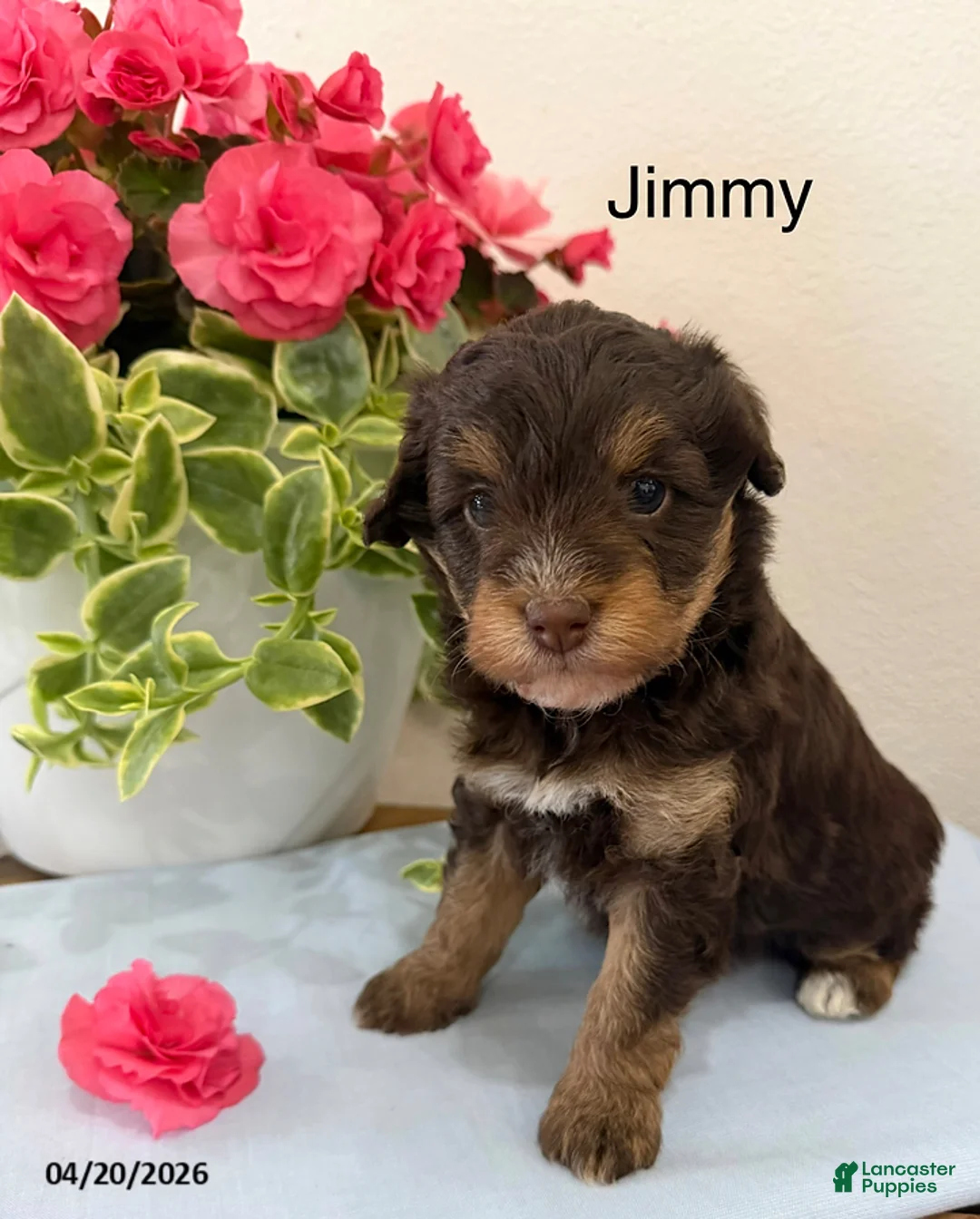 Mini Aussiedoodle dogs for sale: Jimmy - Ad 1
