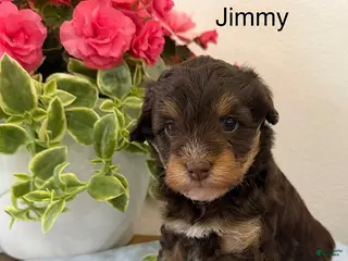 Mini Aussiedoodle dogs Jimmy - Ad 35
